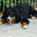 DSC08365